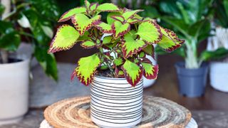 Coleus plant in a striped pot