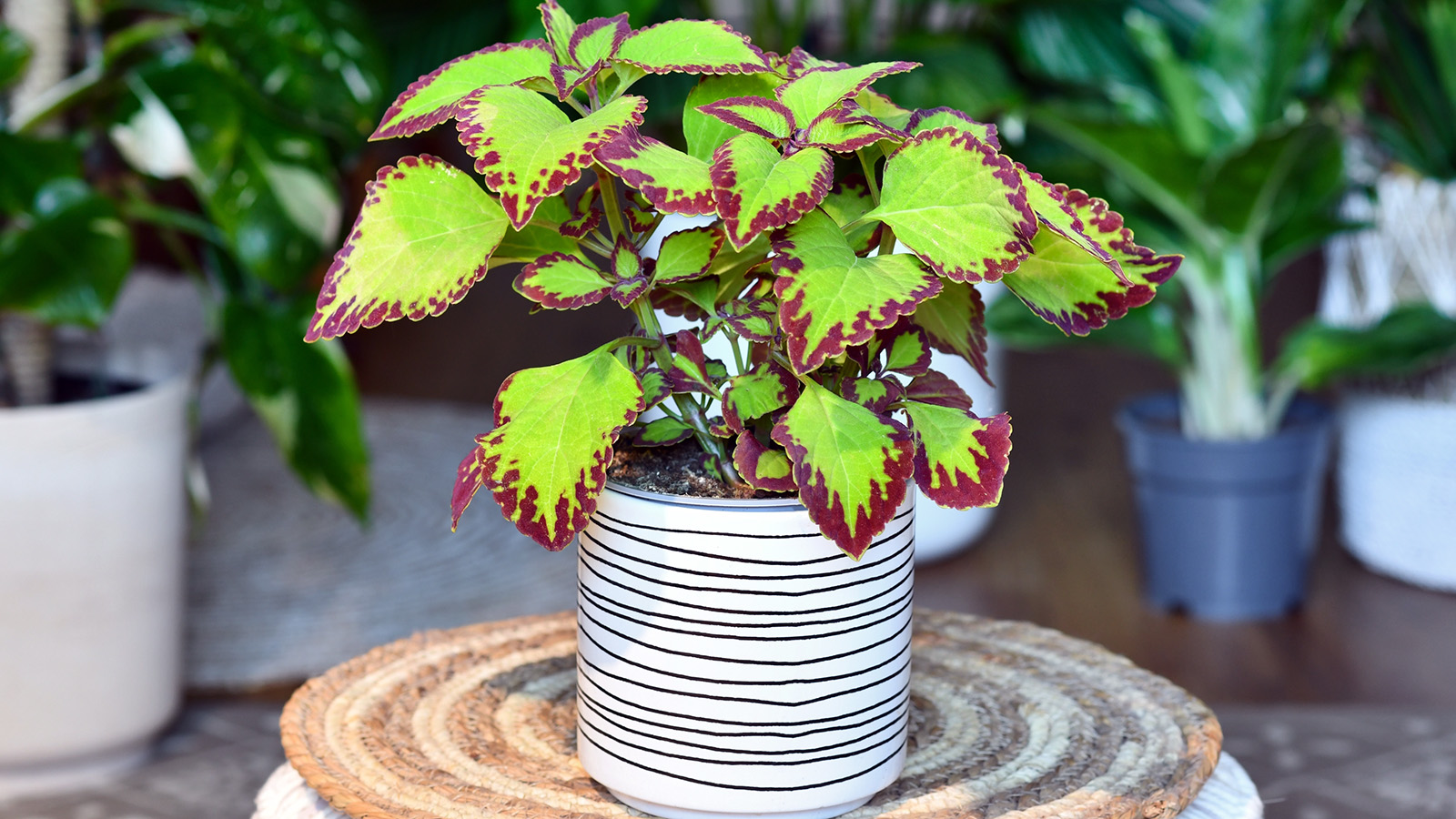 Coleus-Pflanze in einem gestreiften Topf