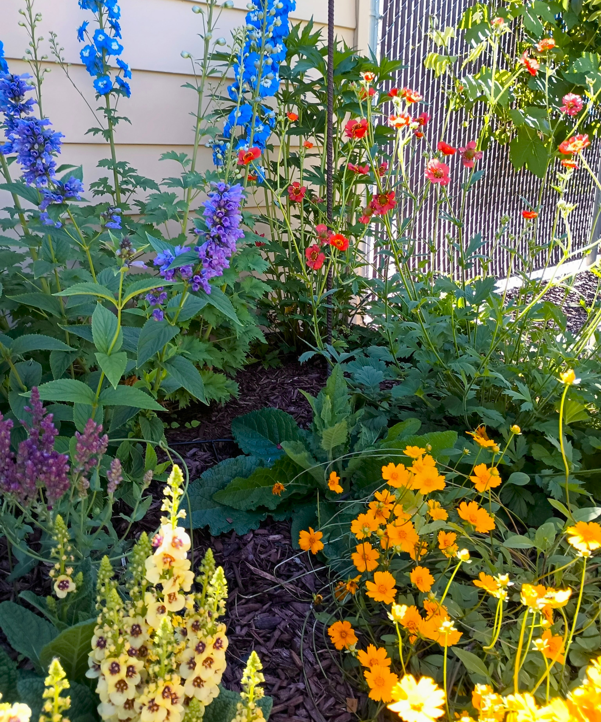 Amy Grant&#039;s garden with delphinium, coreopsis, and flowers