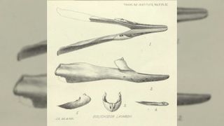 A diagram of whale skull bones from the 1800s