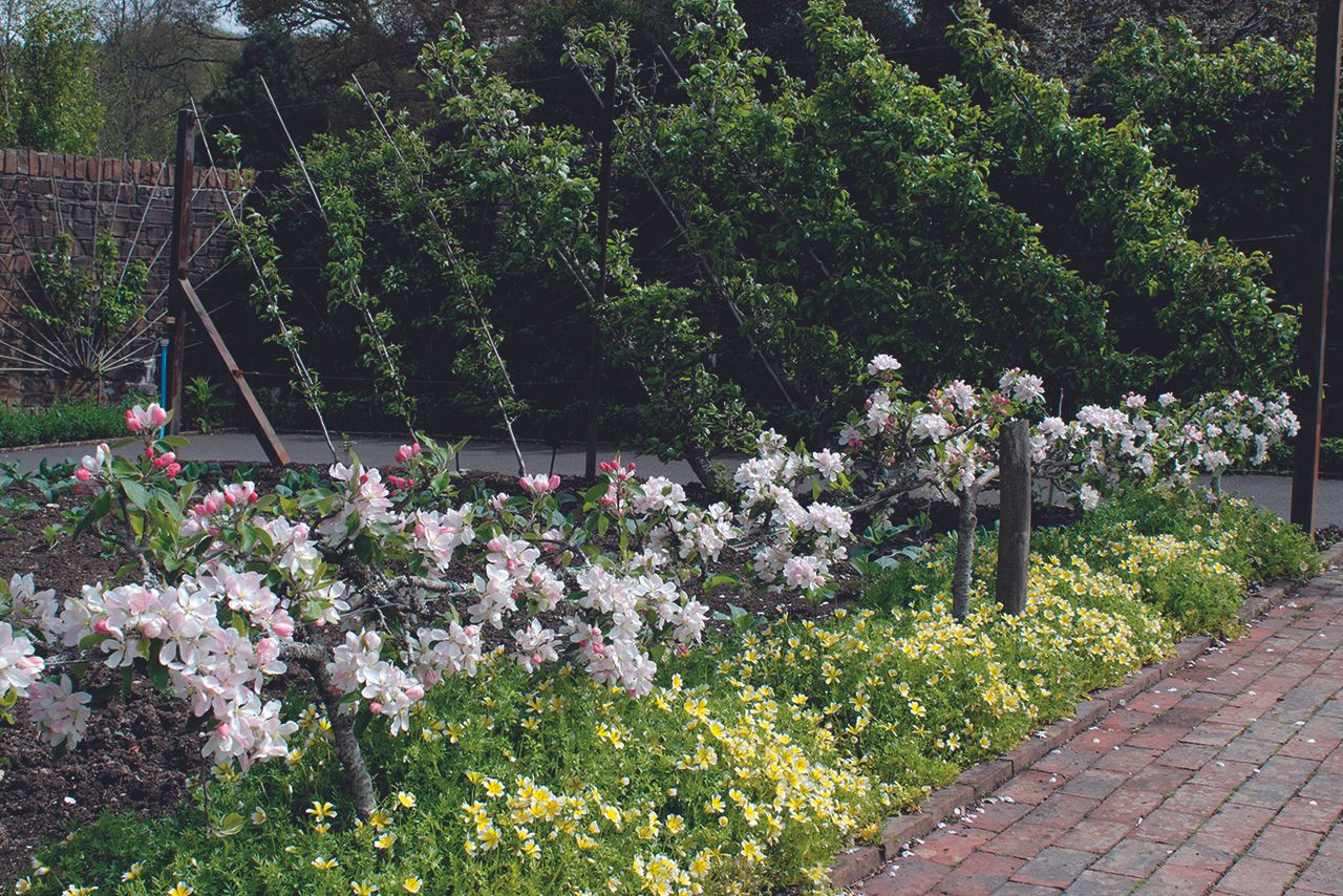 The best fruit trees for small gardens GoodtoKnow