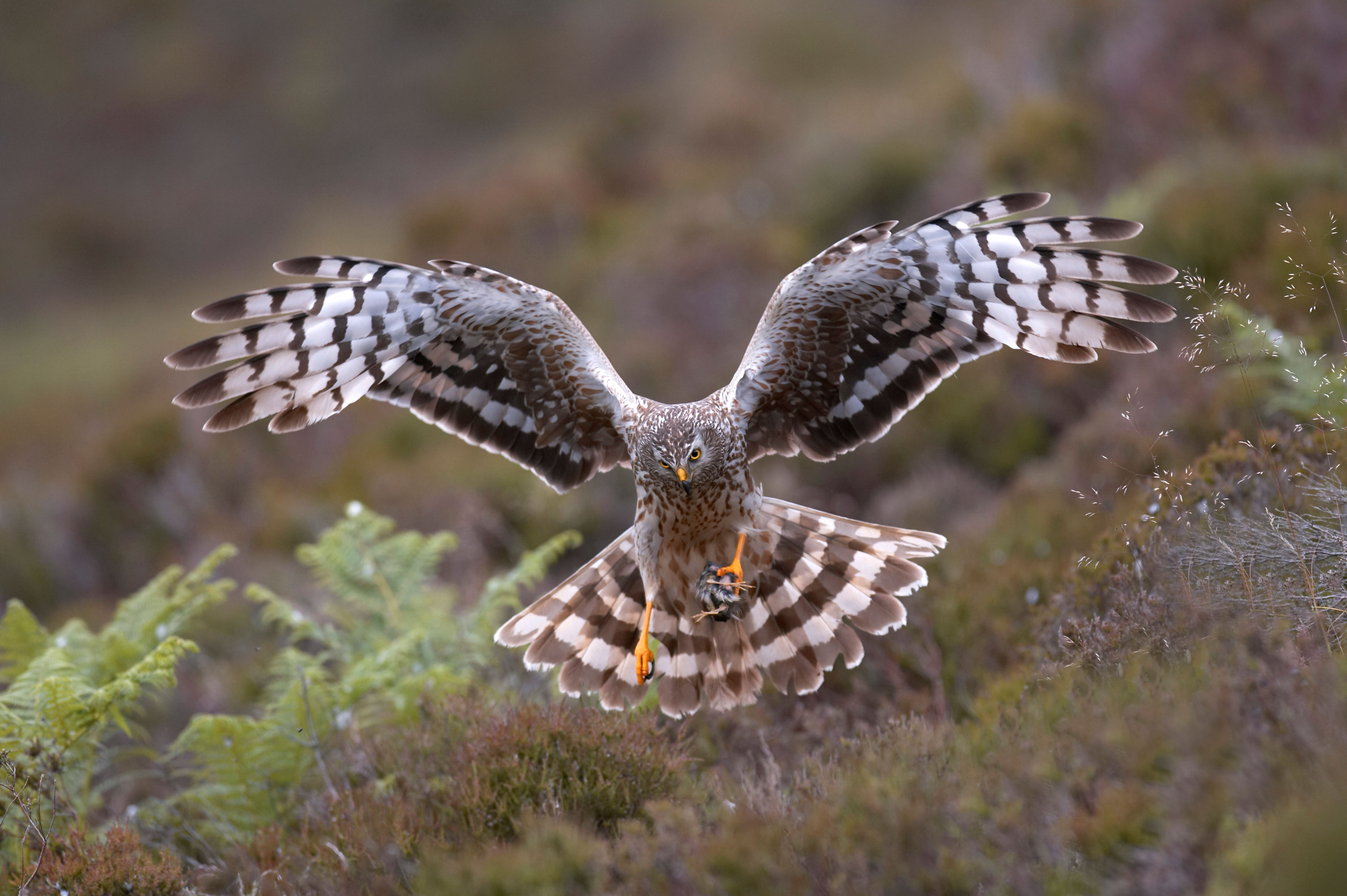 A hen harrier