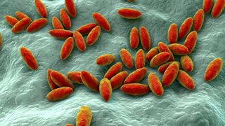Brucella bacteria