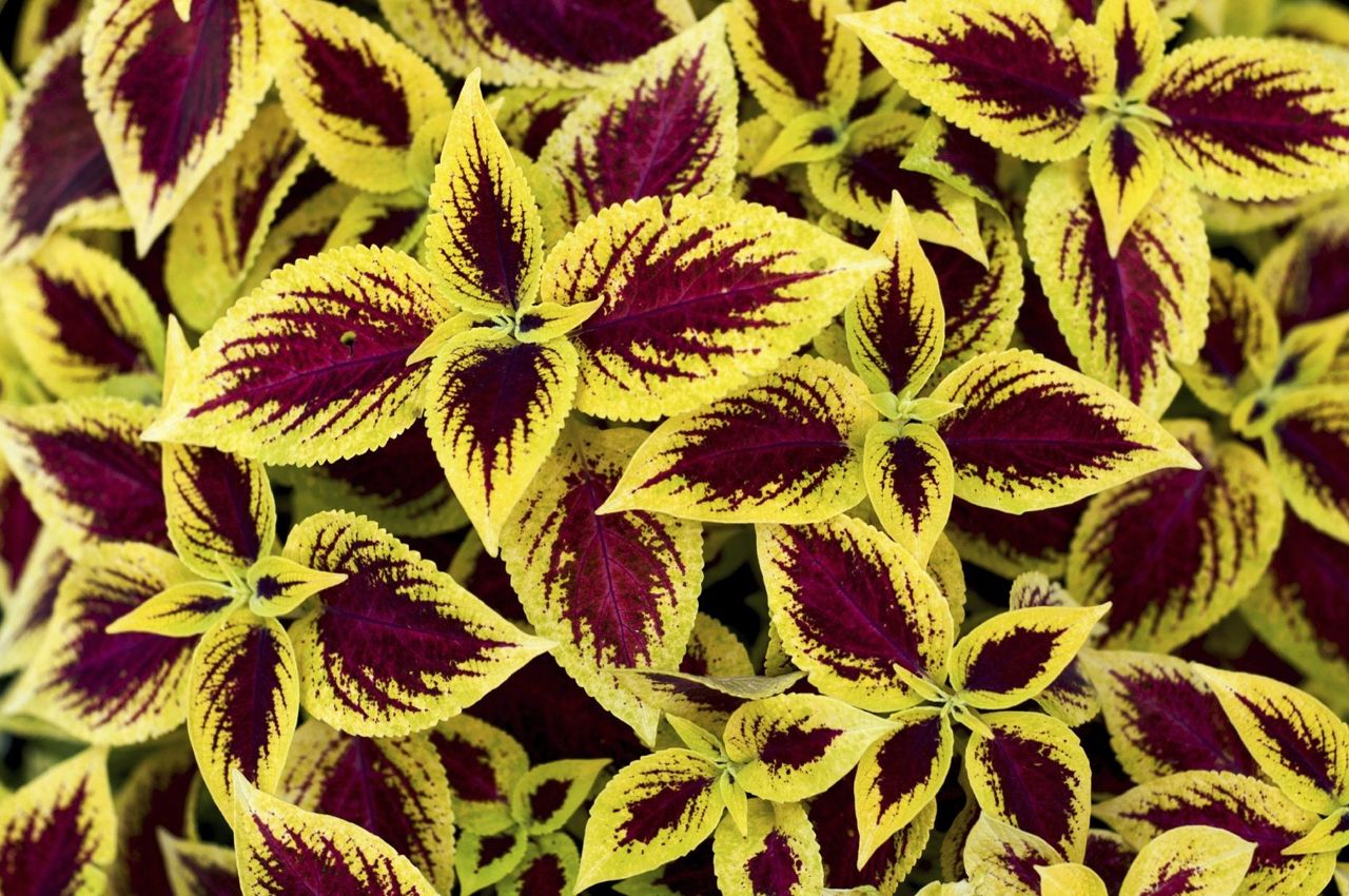 Yellow-Gold Leaved Plants