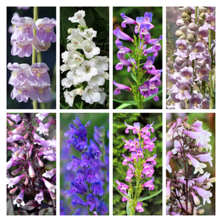 A mix of penstemon seeds