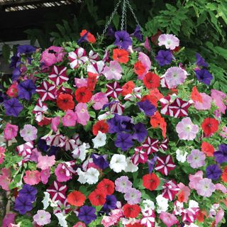 Thompson & Morgan Petunia 'Easy Wave Ultimate Mixed'