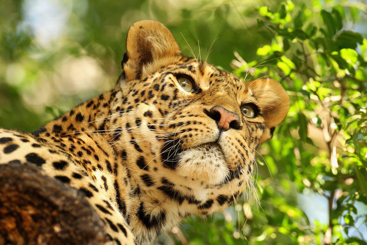 A leopard sits in a tree