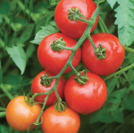 Mountain Magic Tomato Seeds &amp;amp; Plant