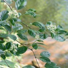 Woodvamp (aka climbing hydrangea, native cousin of hydrangea) in bloom