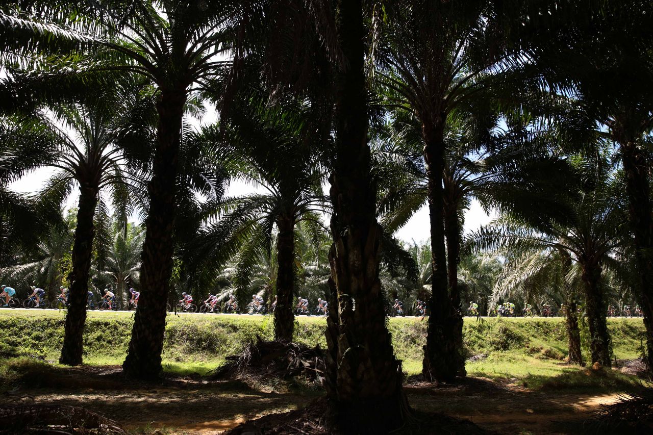 The trees provide no shelter from the heat