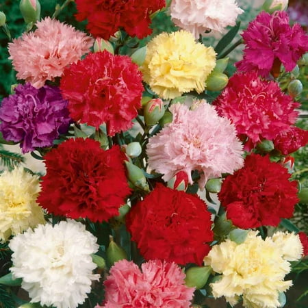 Outsidepride Carnation Chabaud Mix - 2000 Seeds