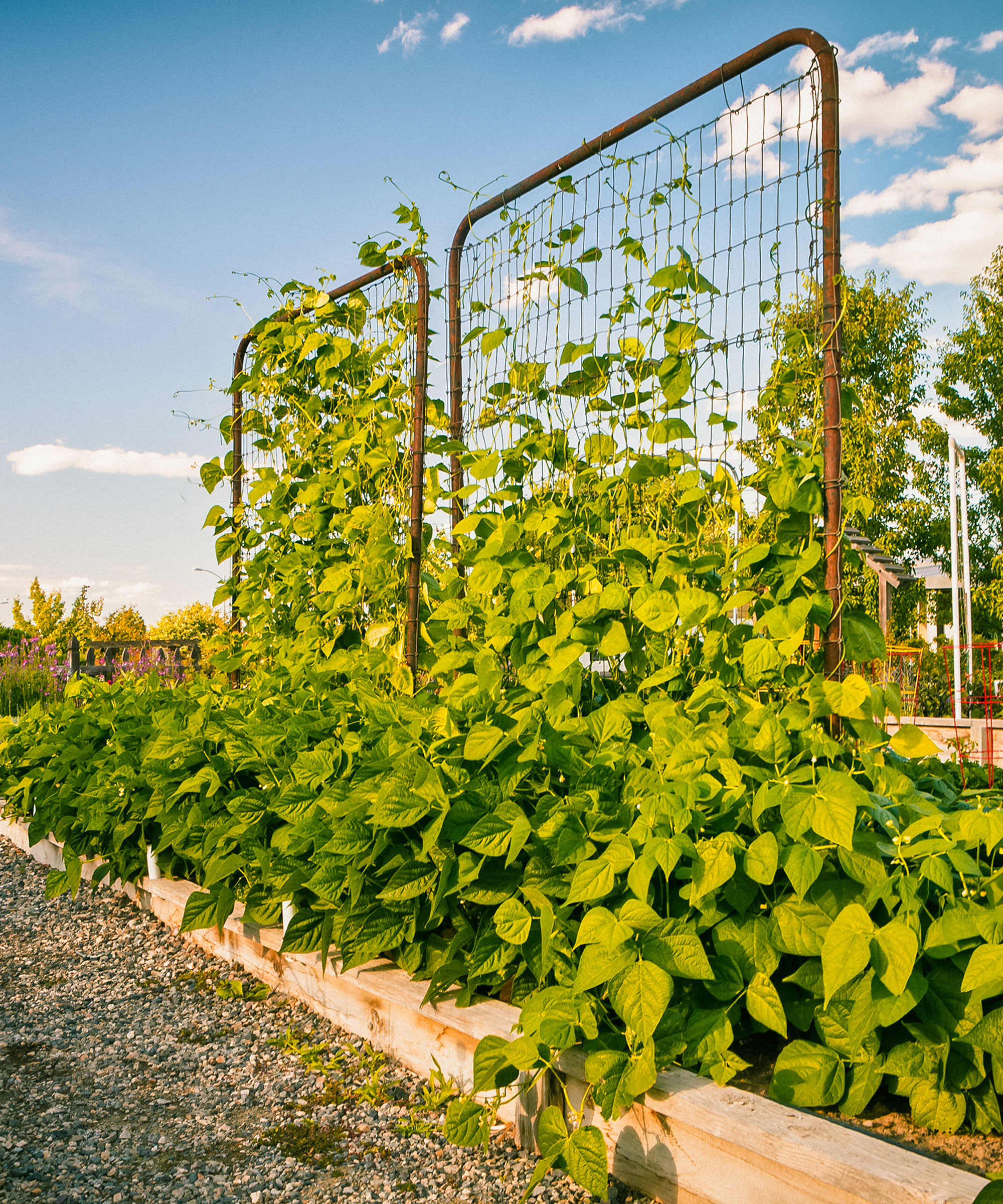 beans growing up metal trellis frame