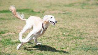 Saluki