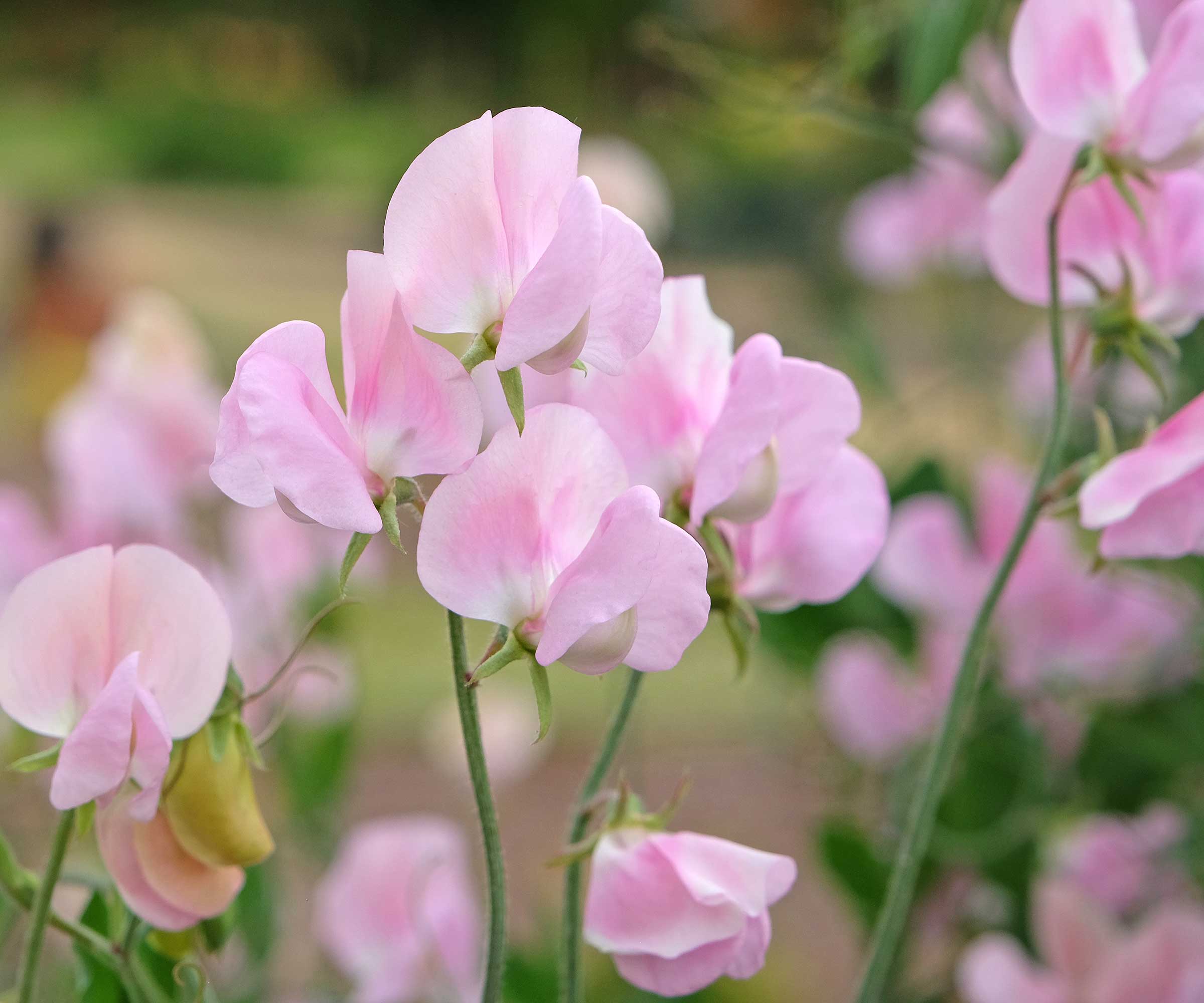 pale pink sweet peas in flower