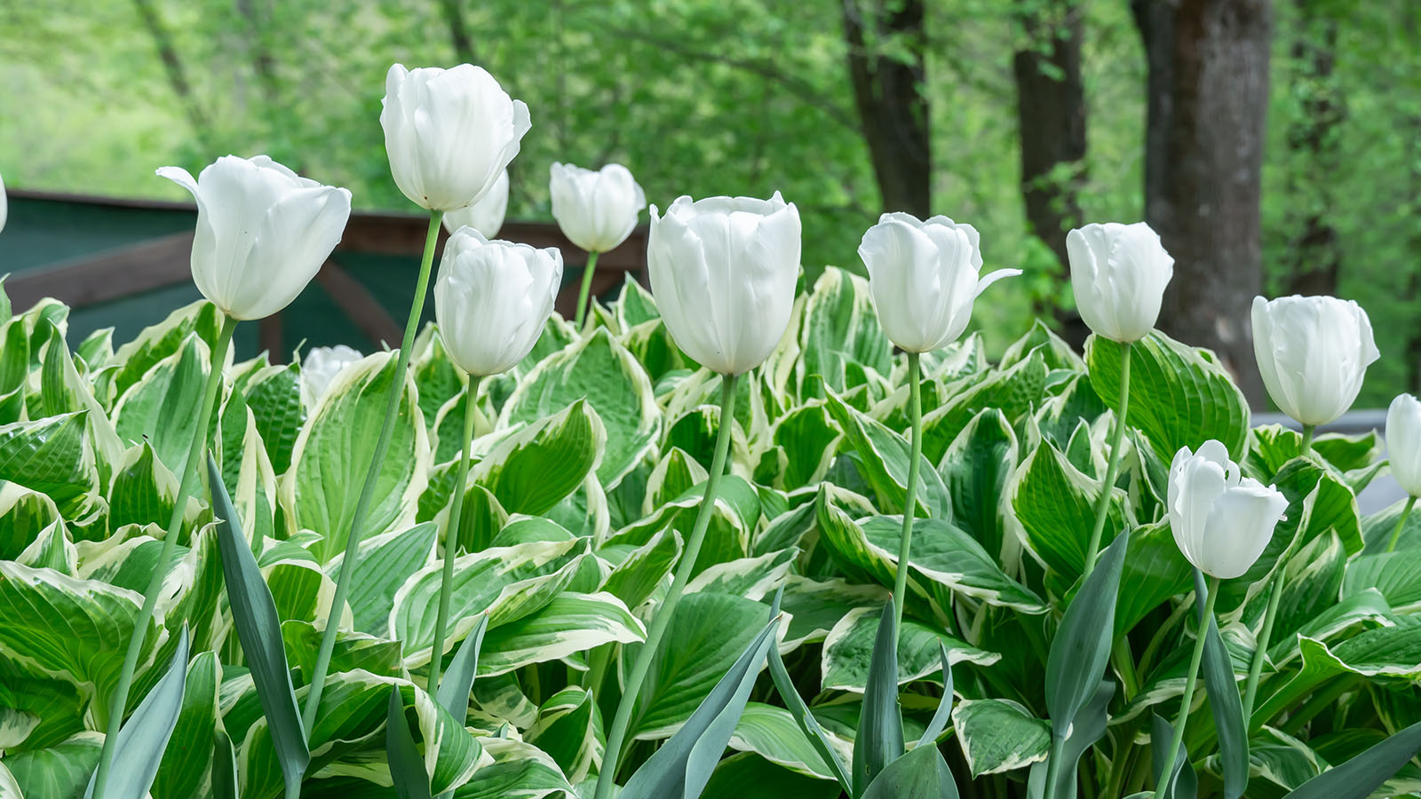 Mix of hostas and flowers tulips in gardening.