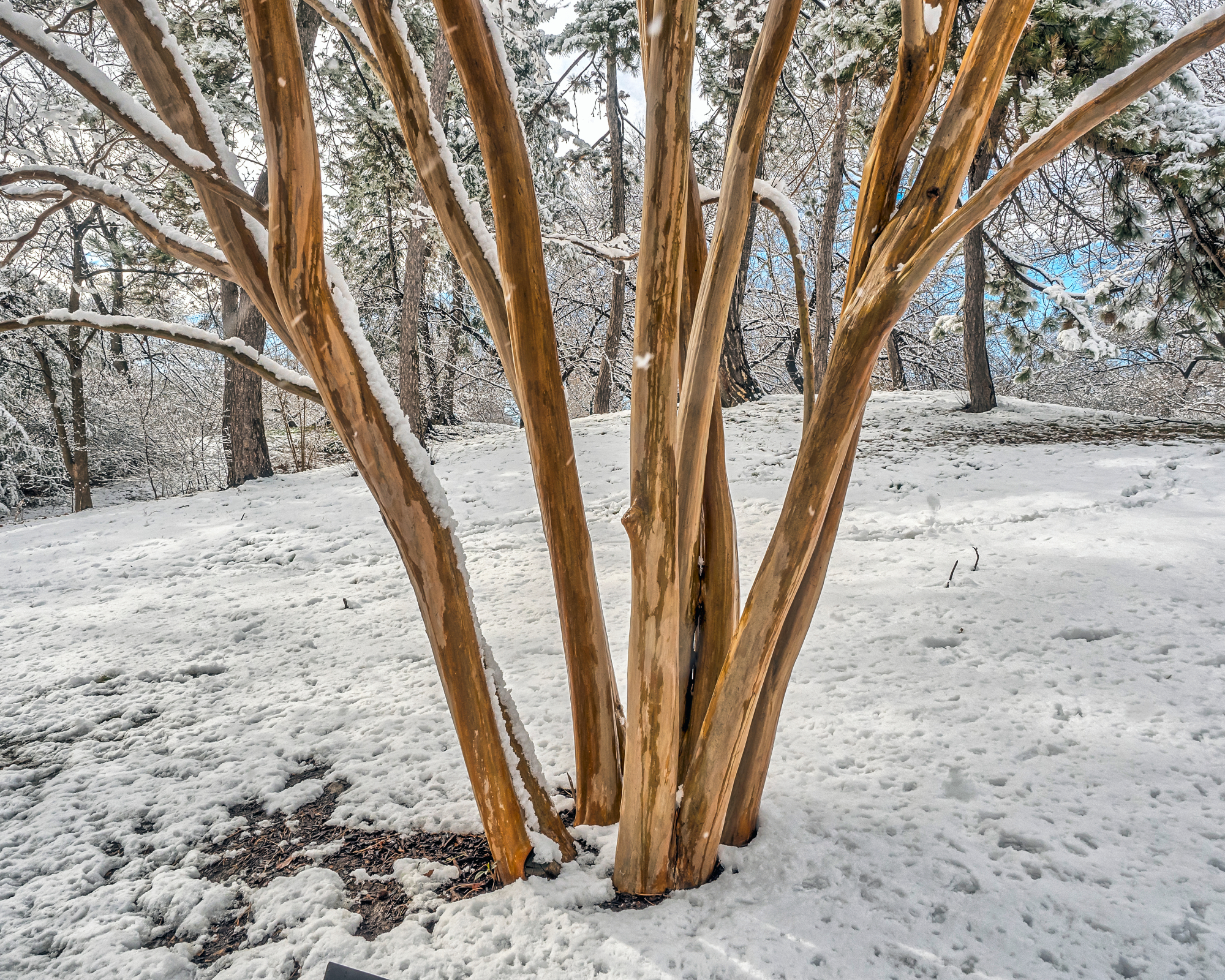 crepe myrtle tree in the snow