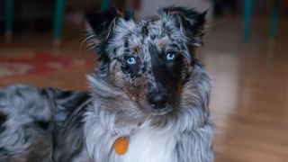 Miniature American Shepherd dog