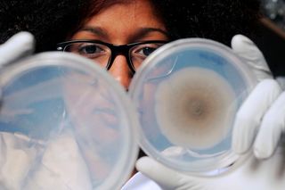 woman scientists holding petri dishes
