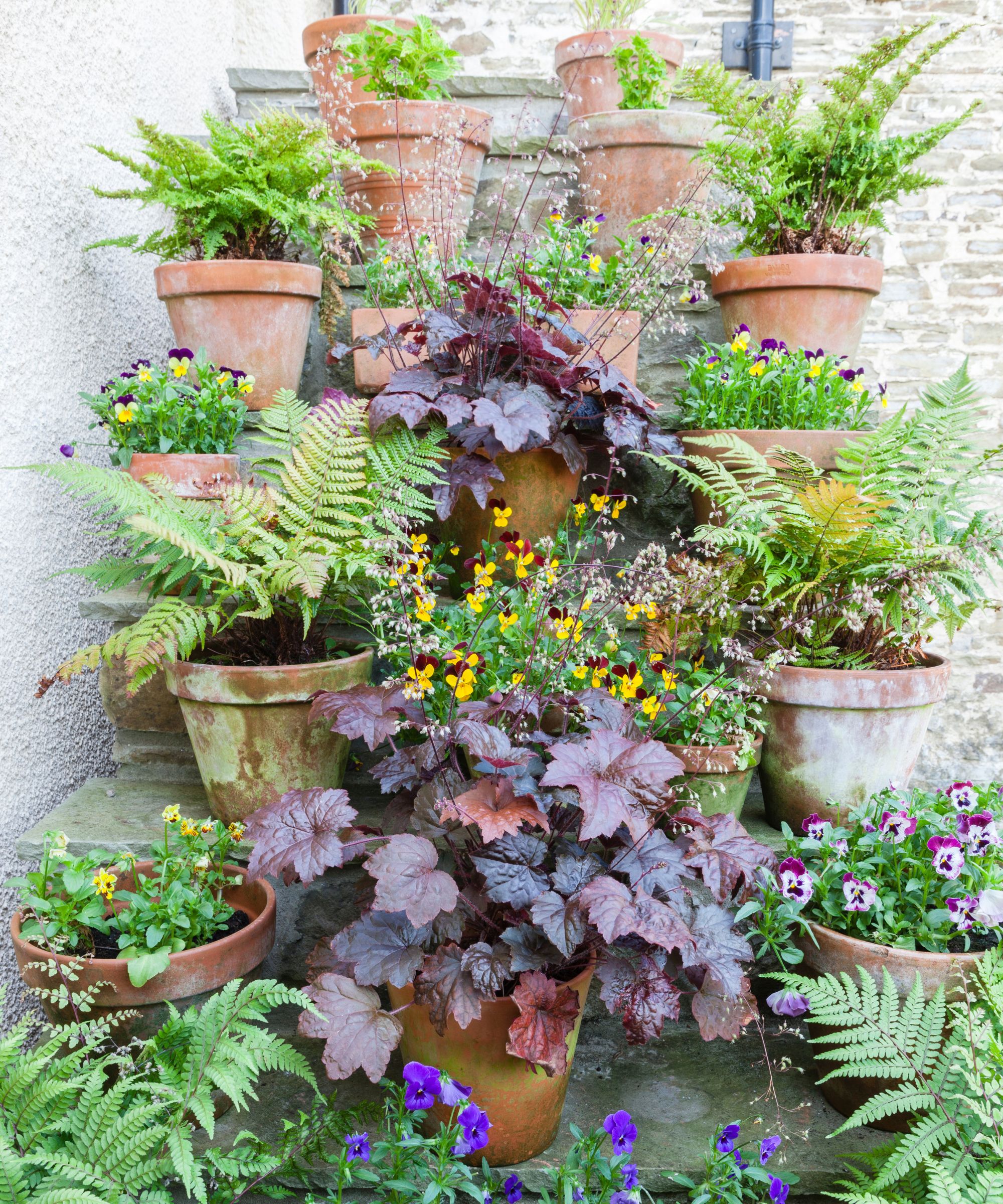 Heucheras in pots