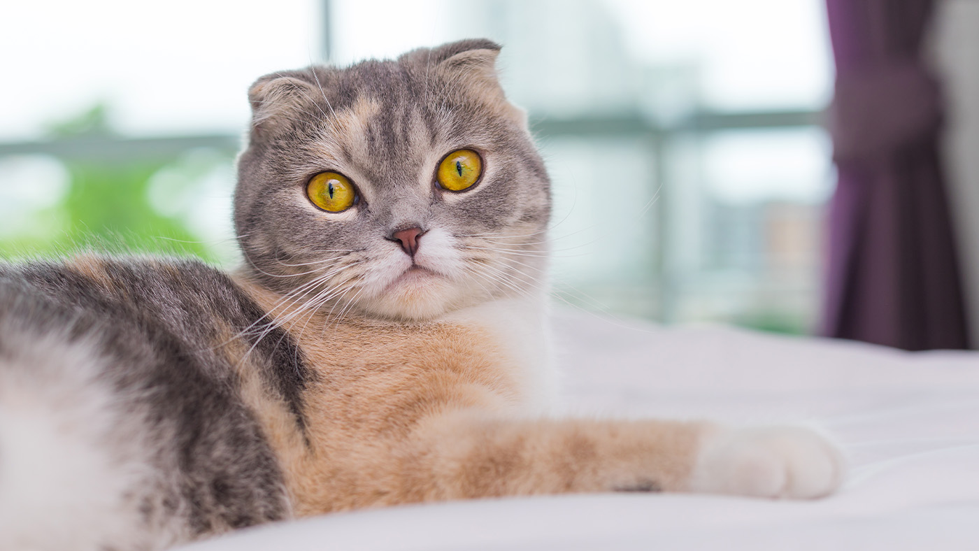 Scottish Fold cat