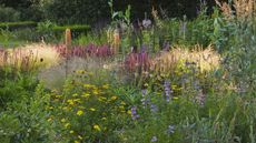TENUISSIMA, EREMURUS CLEOPATRA, VERBASCUM 'COTSWOLD BEAUTY', DORONICUM ORIENTALE 