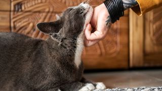 Cat being scratched underneath the chin