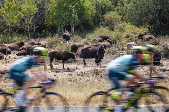 Bison watch as the race passes by during stage 6 of the 2018 Tour of Utah
