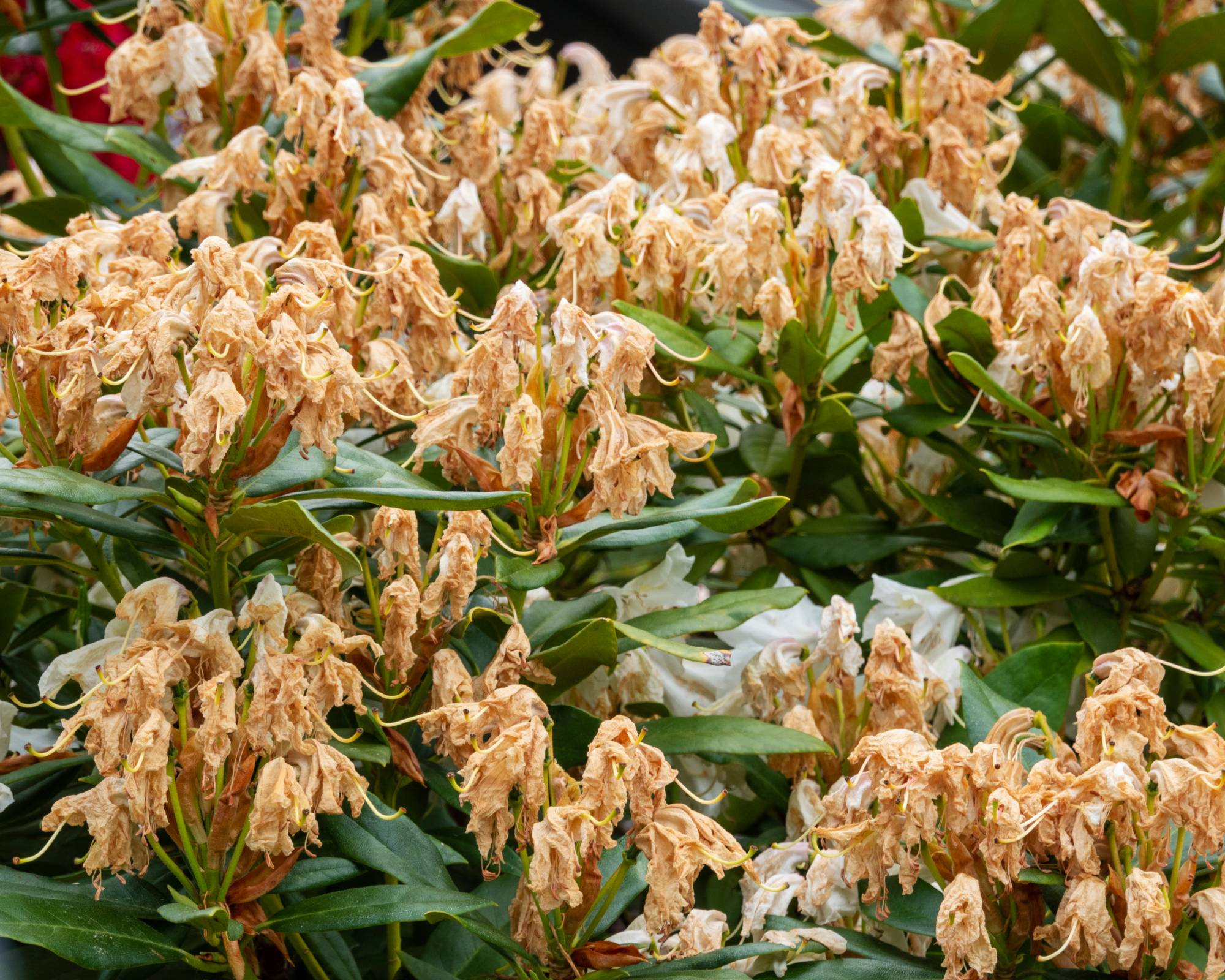 Withered azalea blooms that need to be pruned
