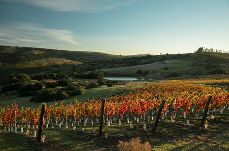 View over autumnal vines to a small lake