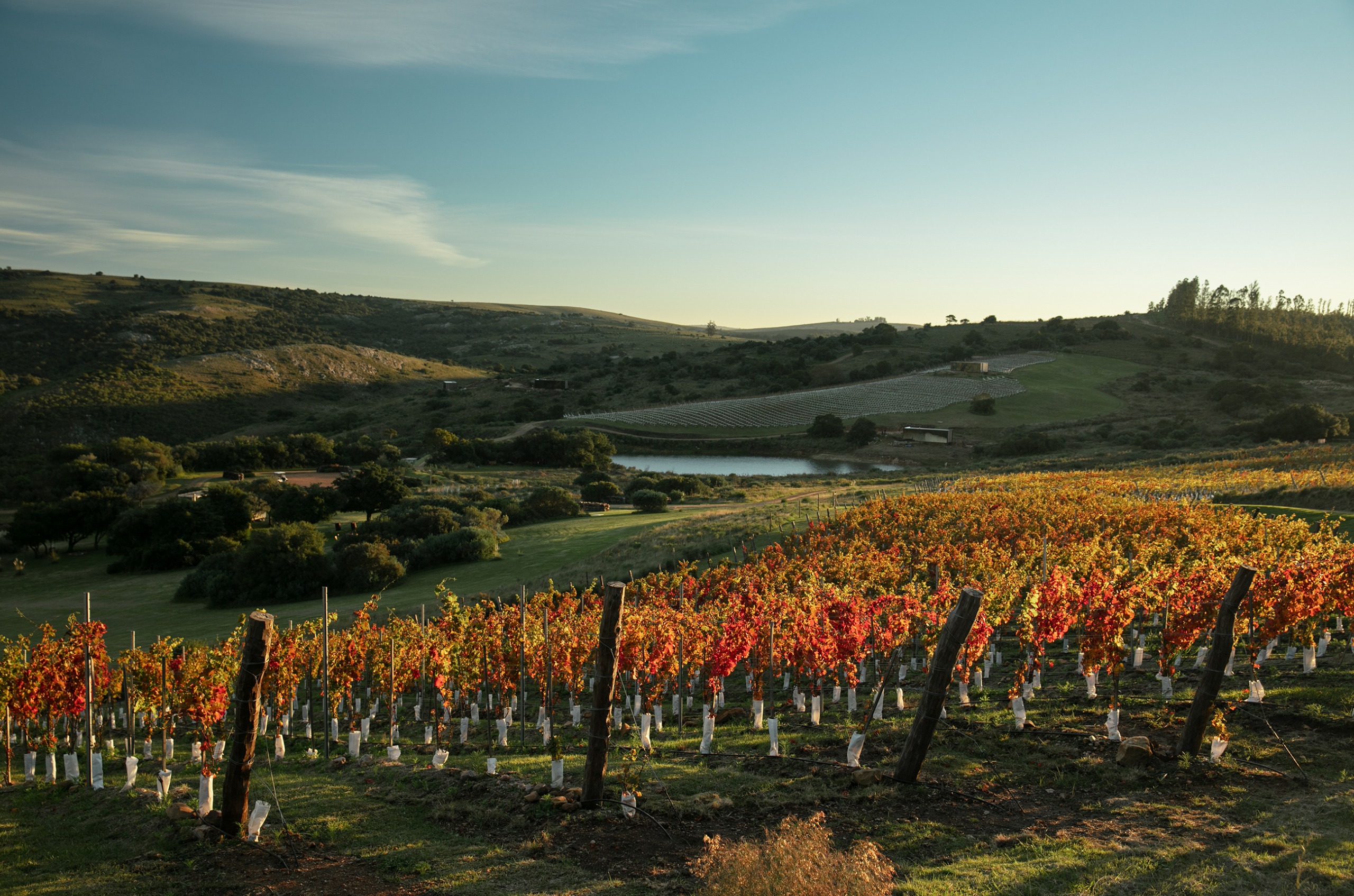 View over autumnal vines to a small lake