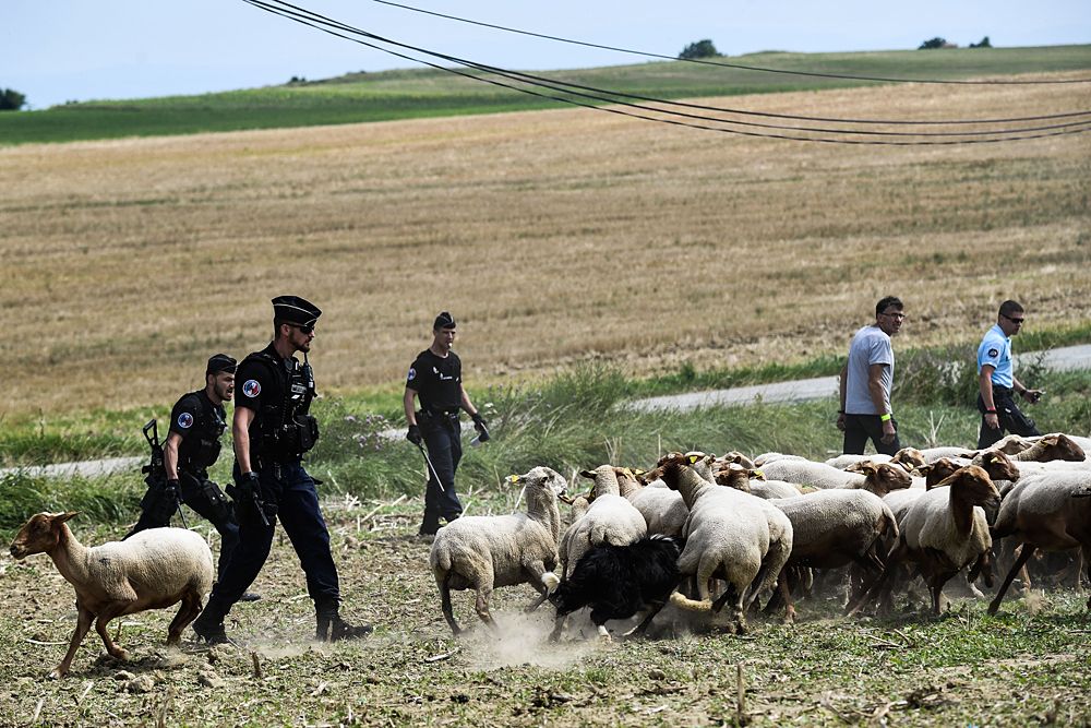 Gendarmes (L and R) hold back protesters with a flock of sheep, during a farmers' protest who attempted to block the stage's route with haystacks and sheep
