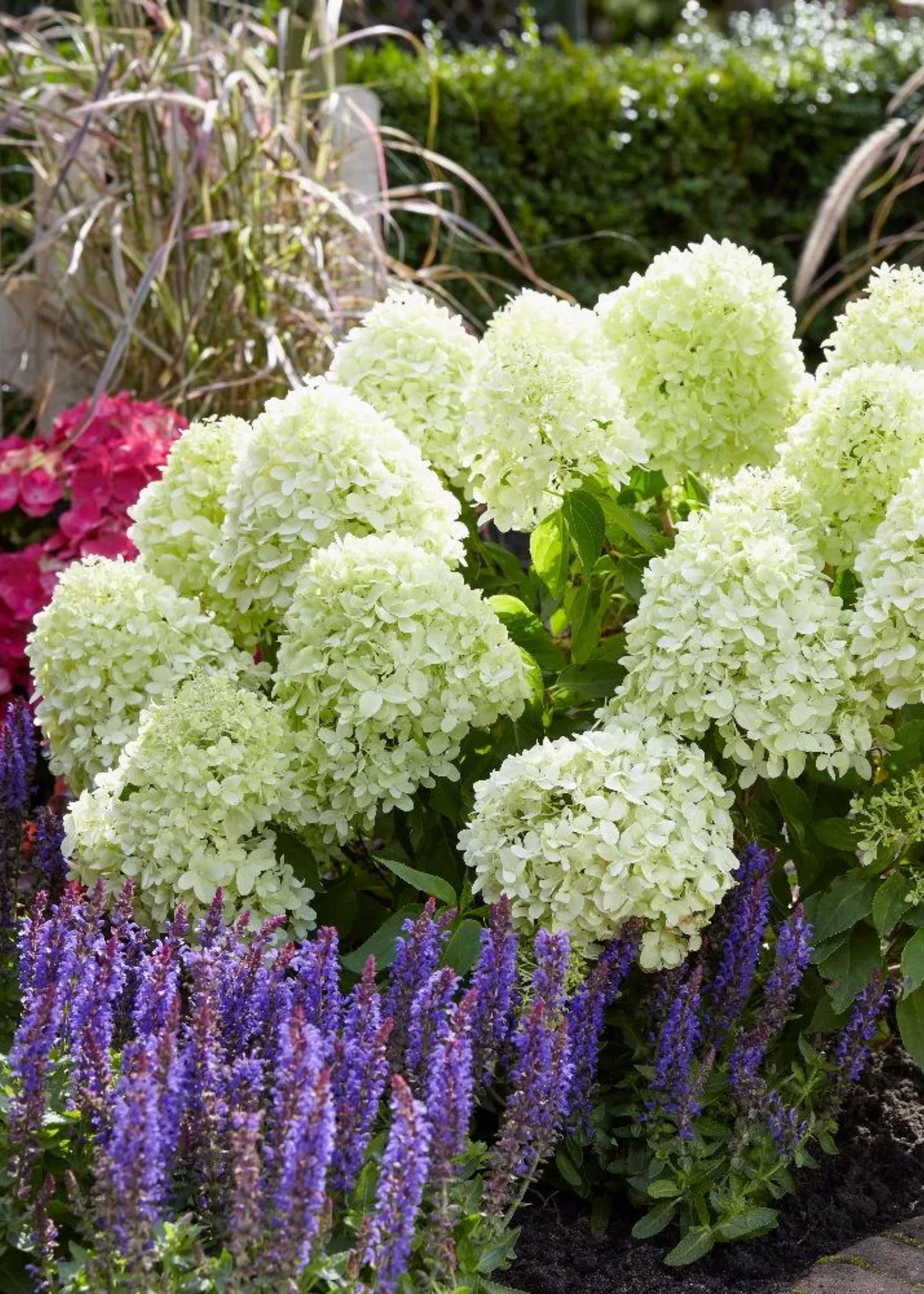 A patch of white hydrangeas and lavender from Crocus