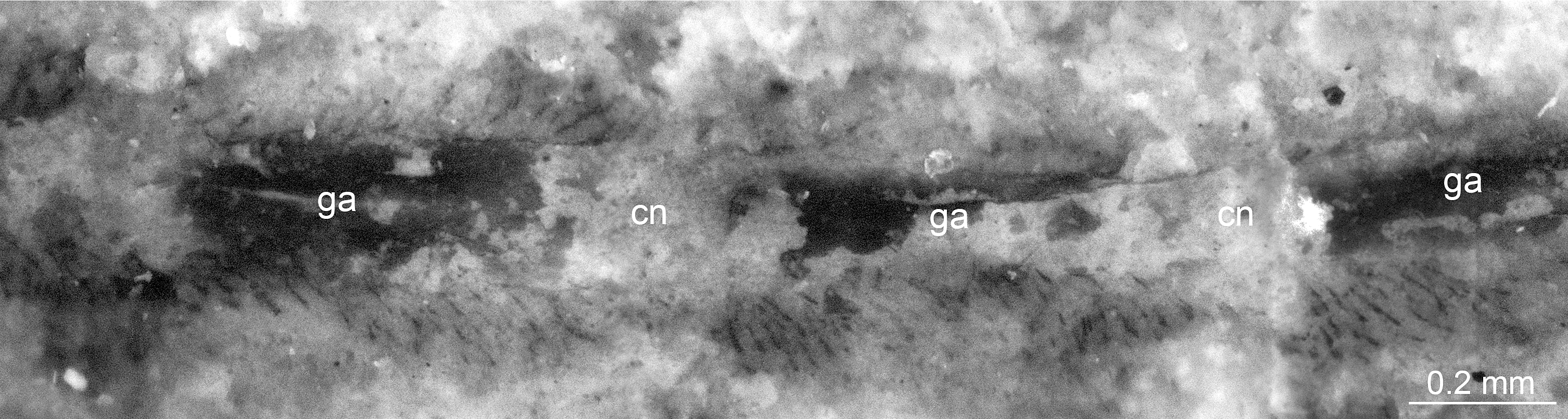 Magnification of C. kunmingensis nerve cord and ganglia (ga) linked by longitudinal connectives (cn).