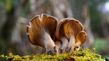 oyster mushrooms