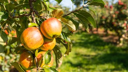 Laxton apples on fruit tree