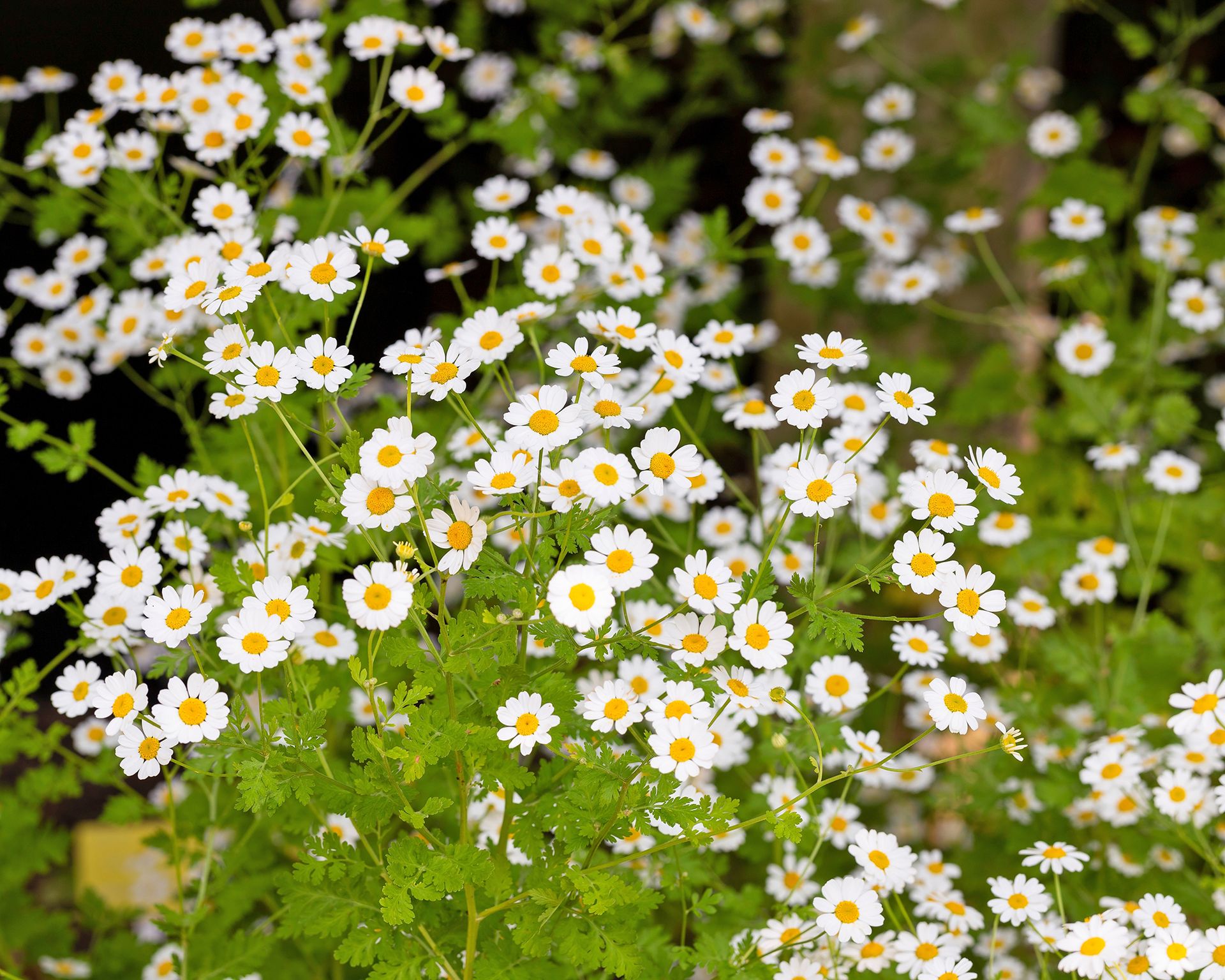 Roman chamomile flowers – Chamaemelum nobile