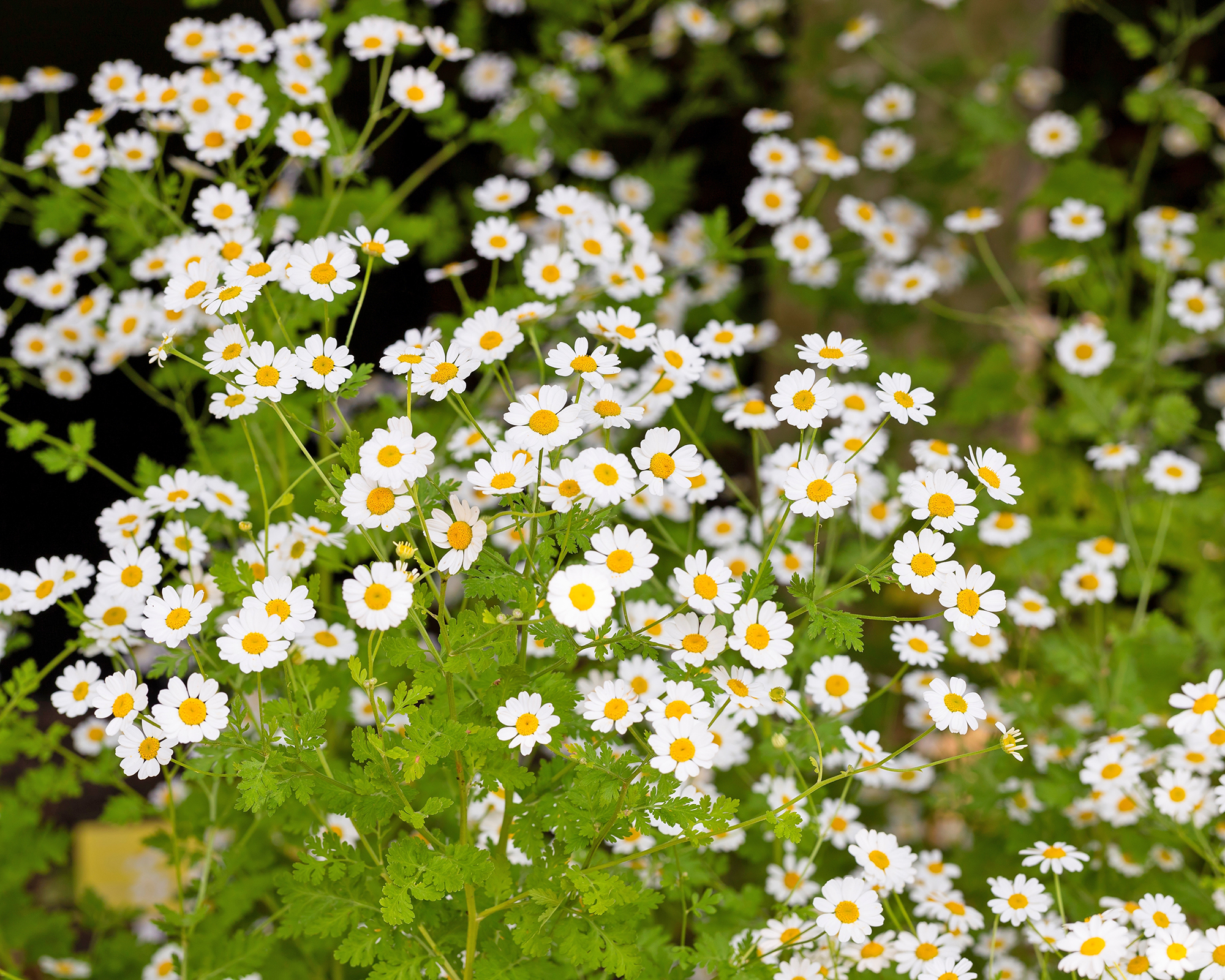 Roman chamomile flowers – Chamaemelum nobile
