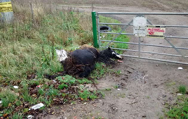 Dumped pony SE