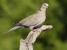 Collared dove (Streptopelia decaocto).