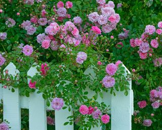 pinkroses growing over a white picket fence