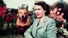 Queen Elizabeth with one of her corgis at Balmoral Castle in 1952