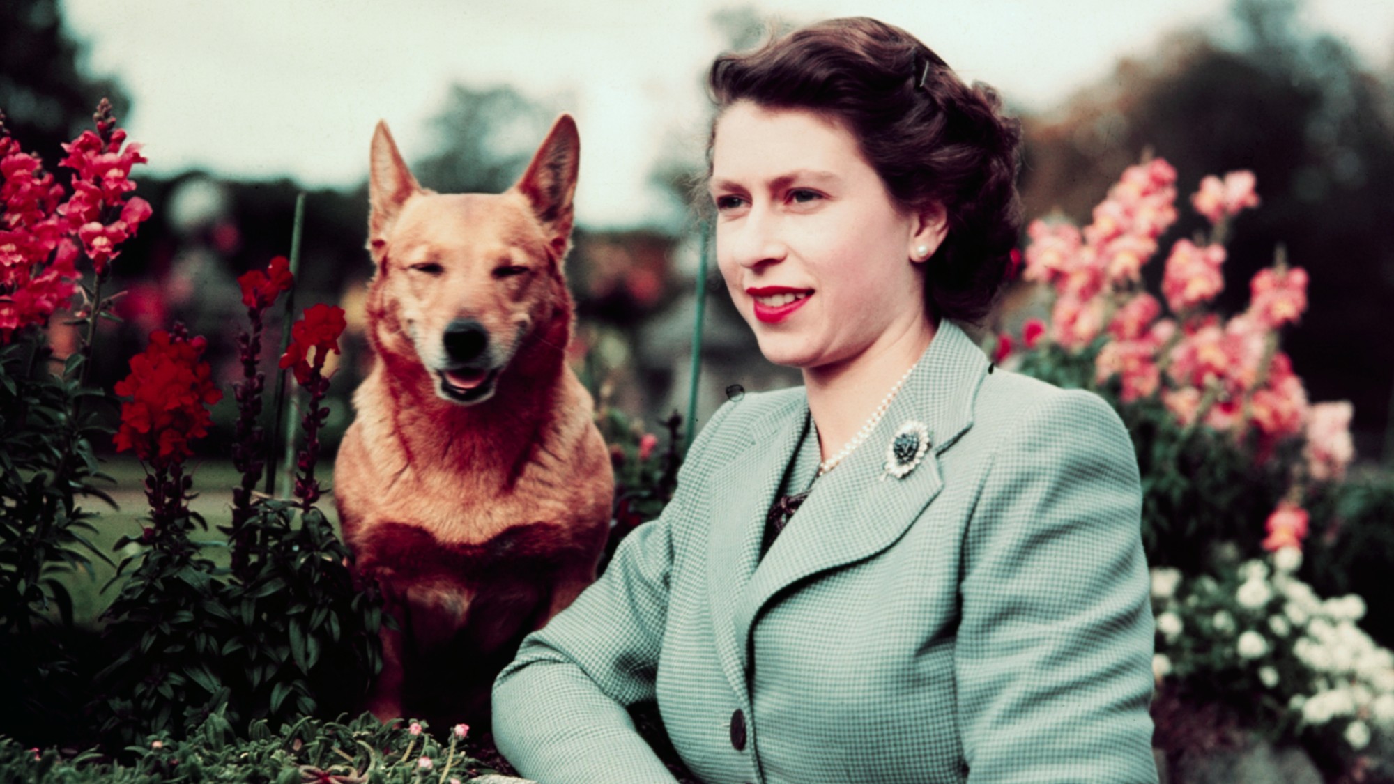 Queen Elizabeth with one of her corgis at Balmoral Castle in 1952