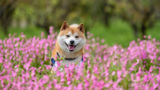 Shiba Inu sat in amongst a field of pink flowers