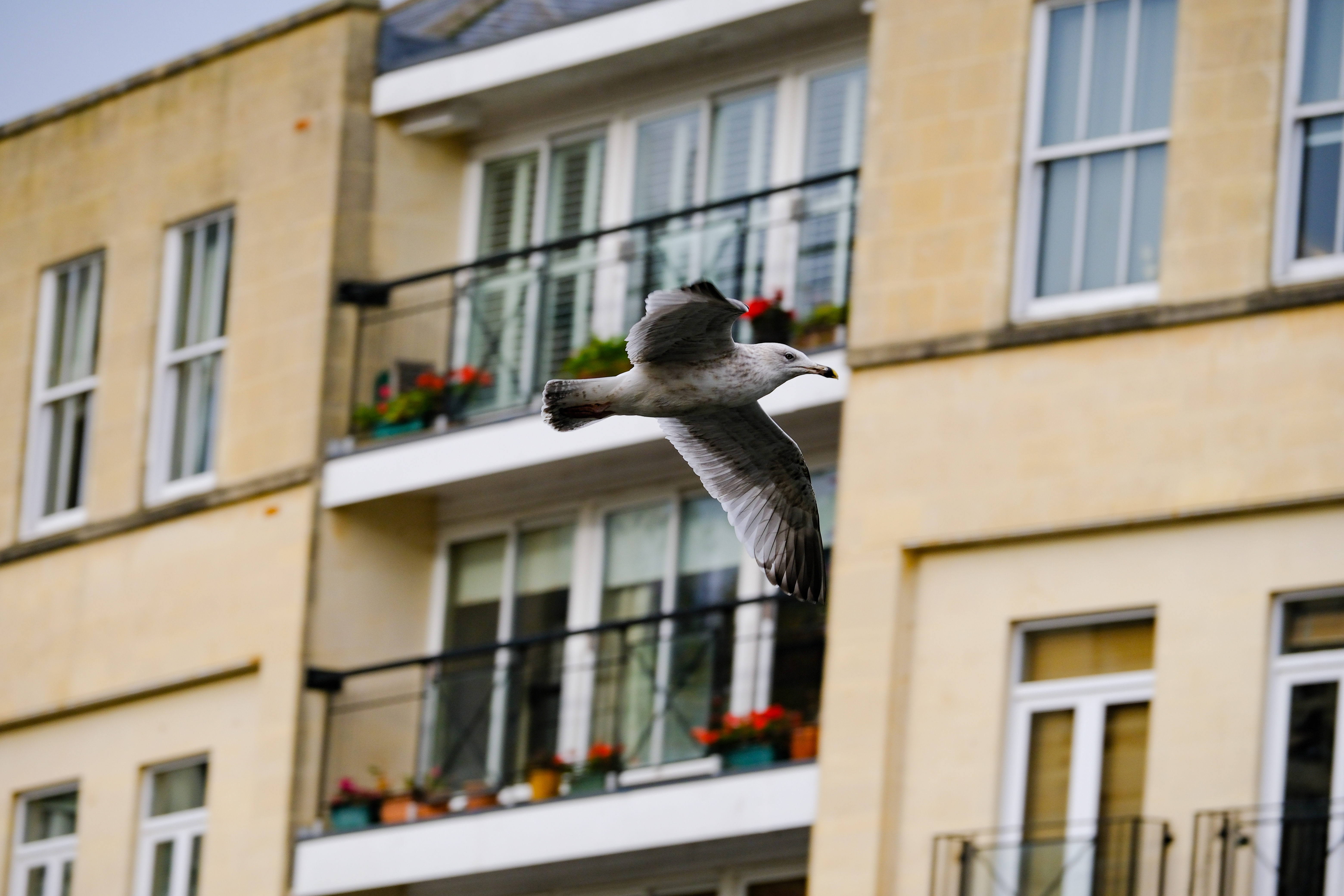 A photo of a seagull in flight, taken on the Fujifilm X-T30 III in high speed 20fps drive mode.