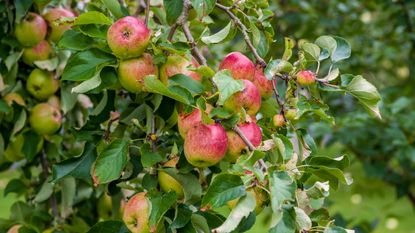 Red apples ripening on a branch in an orchard