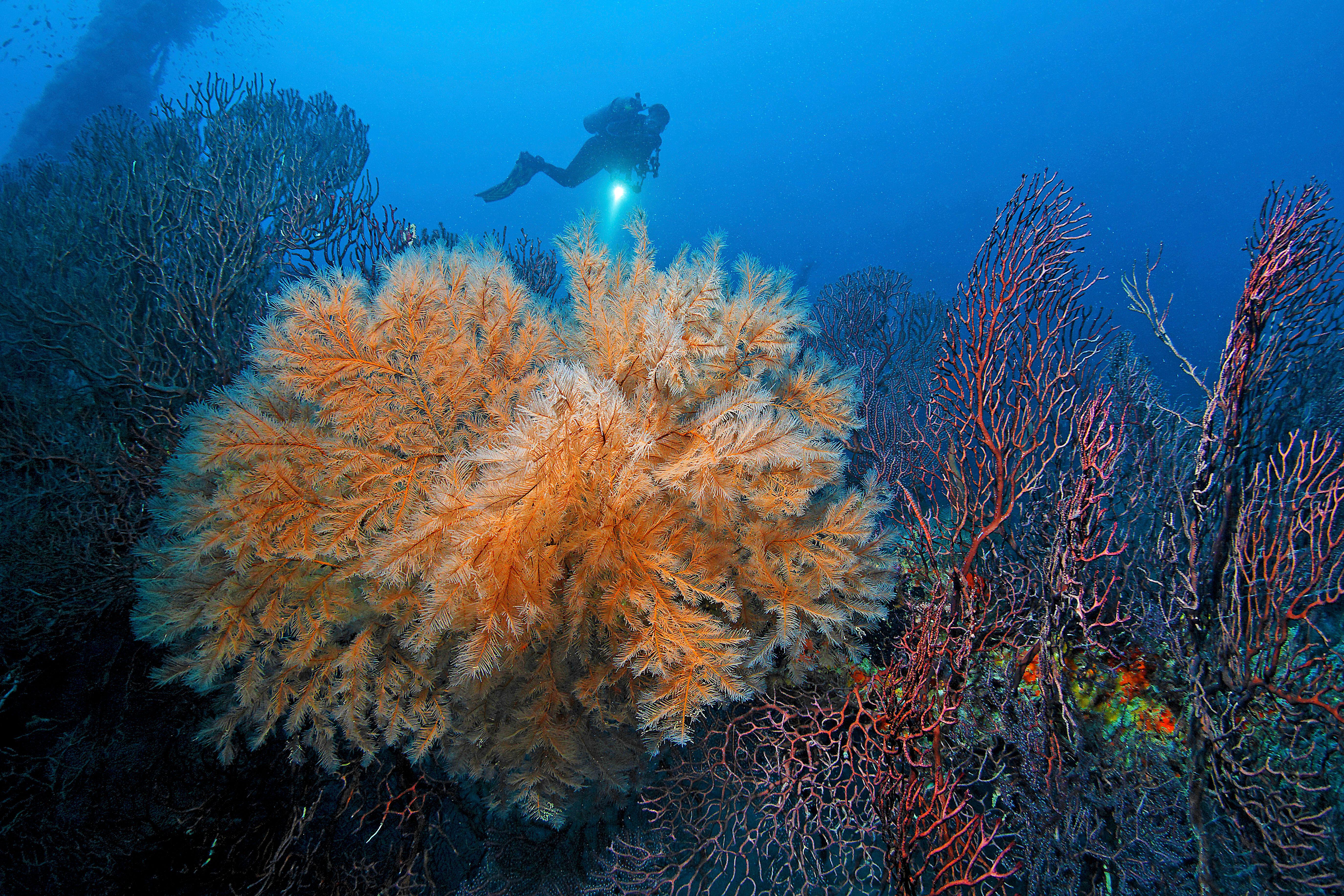 Diver exploring deep reef