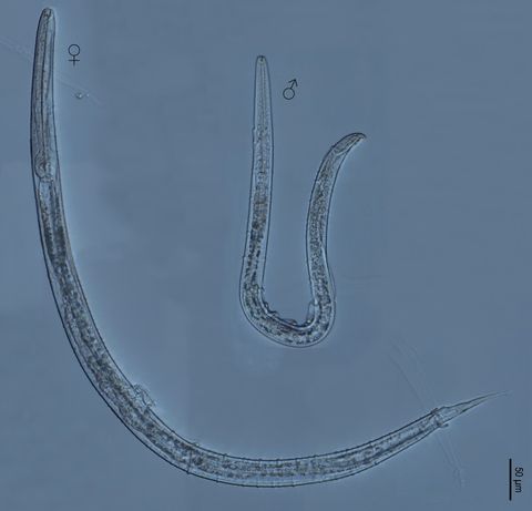 Something's Missing: Penis-Less Worm Discovered in Spain | Live Science