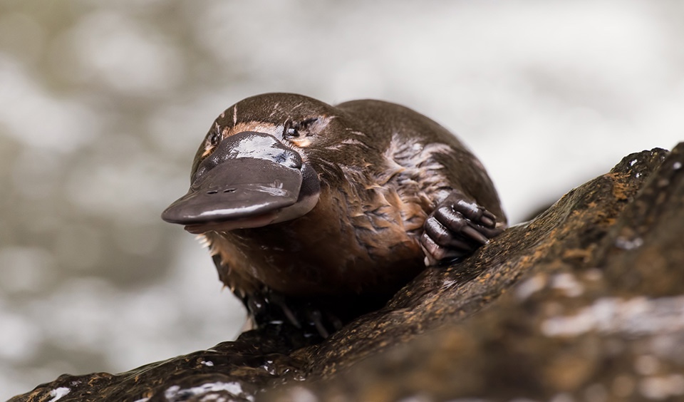 The platypus feeds its young with milk excreted from its belly.