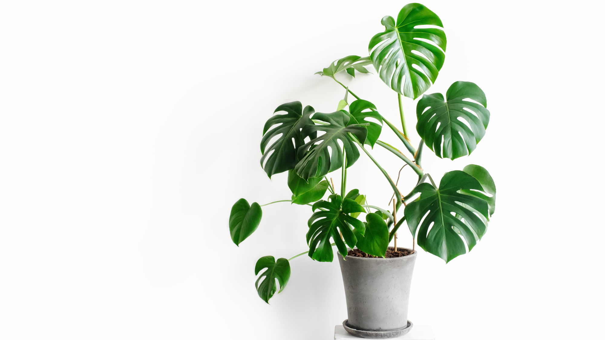 monstera houseplant against white wall 
