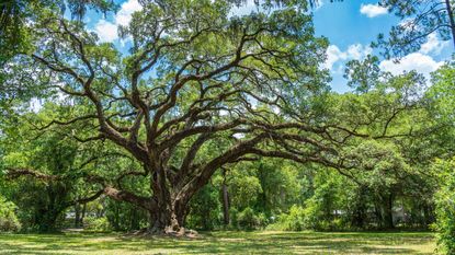 Large southern live oak tree (Quercus virginiana) estimated to be over 300 years old